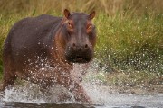 hippo charging our boat : 2014 Uganda
